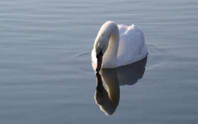 Dein Lebensraum – Spiegelbild Deines Lebens